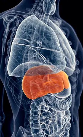 Human liver highlighted to show how HepatoBurn supports detoxification and fat metabolism